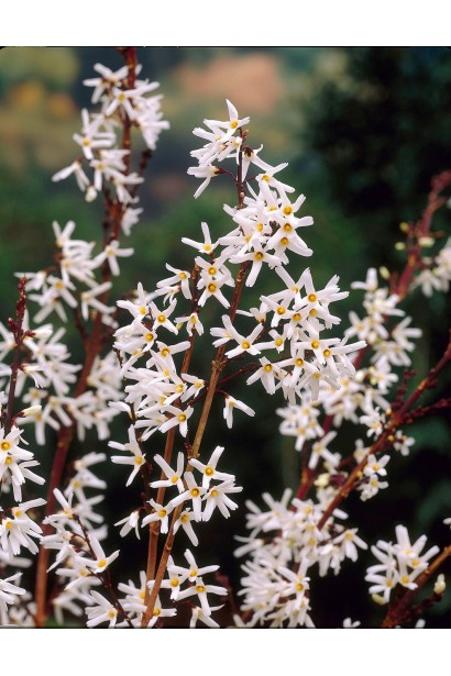 Запашні білі квіти Абеліолистник дворядний
